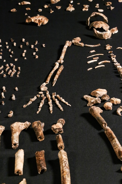 Skeletal fossils of Homo naledi are pictured in the Wits bone vault at the Evolutionary Studies Institute at the University of the Witwatersrand, Johannesburg, South Africa, on Sept. 13, 2014. The fossils are among nearly 1,700 bones and teeth retrieved from a nearly inaccessible cave near Johannesburg. The fossil trove was created, scientists believe, by Homo naledi repeatedly secreting the bodies of their dead companions in the cave. Analysis of the fossils -- part of a project known as the Rising Star Expedition -- was led in part by paleoanthropologist John Hawks, professor of anthropology at the University of Wisconsin-Madison. (Photo by John Hawks/University of Wisconsin-Madison)