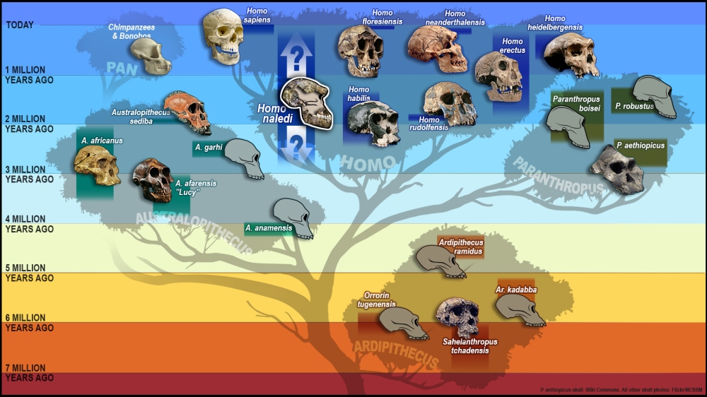 Tree of humankind with skulls representing the different species, including the newest addition “Homo Naledi” added to the “Homo” branch of the tree. This illustration was created for an article about paleoanthropologist John Hawks, a leader of the Rising Star Expedition that discovered Homo Naledi, this new species of hominid, whose partial skull has been added to the hominid tree here. Homo Naledi existed in South Africa. Timeline: hundreds of thousands to millions of years ago (at time of this illustration, this was the current time span known). (Illustration by S.V. Medaris/UW-Madison)